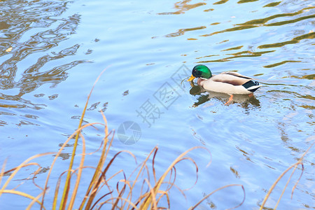 秋天湖中的鸭子图片