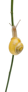 格罗夫蜗牛或棕色冰面蜗牛图片