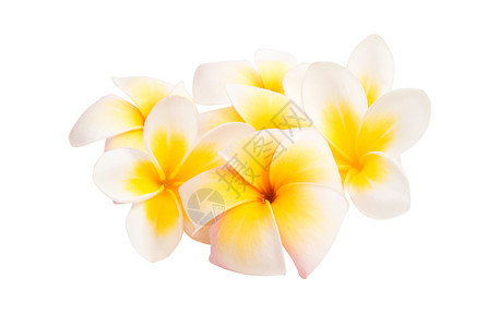 白底孤立的frangipani图片