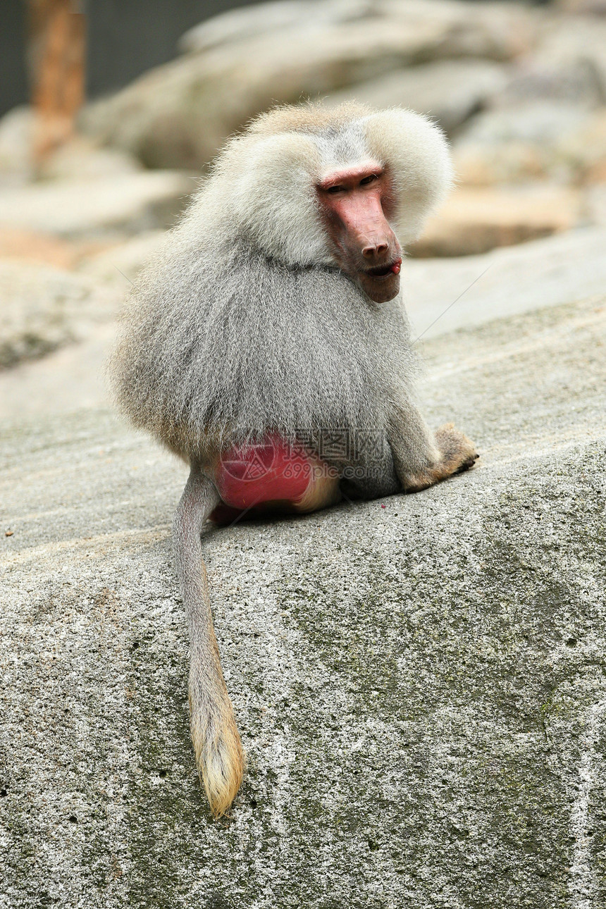 被囚禁的雄伟的hamadryas狒动物园里的野生猴子美丽而危险的动物被囚禁的