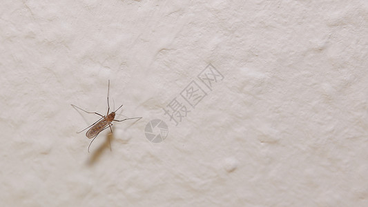 蚊子familiyCulliida图片