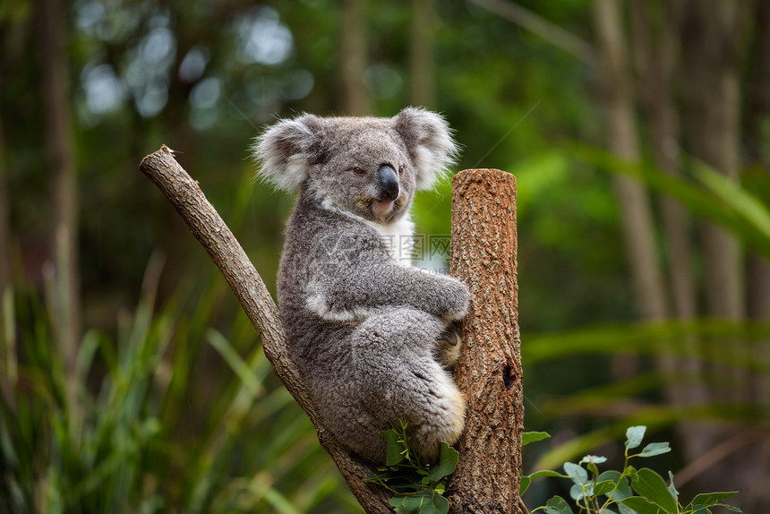 Koala在澳洲的一图片