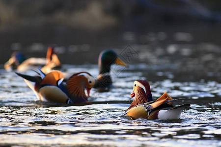 彩色的男普通话鸭Aixgaleric图片