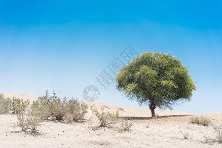 纳米贝沙漠中的树安哥拉图片