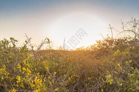 纳米贝沙漠的日图片