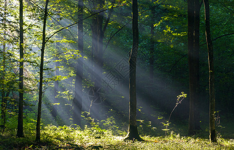太阳光束在薄雾的清晨进入富饶的低沉森林图片