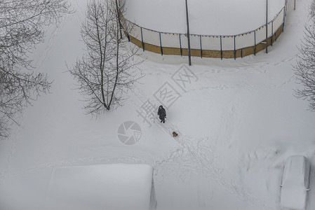 冬季在莫斯科市公园与狗一图片