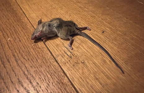 木地板上的死老鼠图片