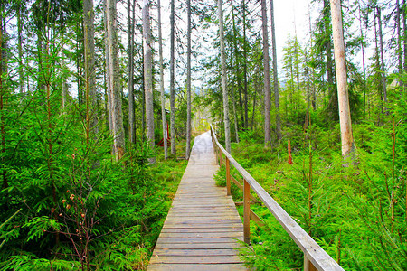 森林沼泽上的木桥图片