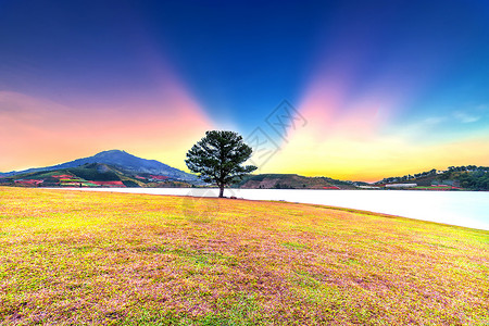 草山和松树黎明图片