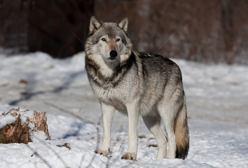 在加拿大冬季雪中漫步的白色背景孤立于白种背景的一只独木狼或灰狼Canis图片