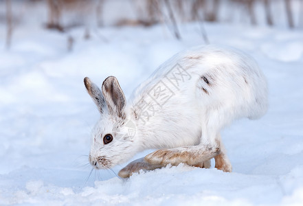 SnowshhoeHare美国西部在加拿大冬图片