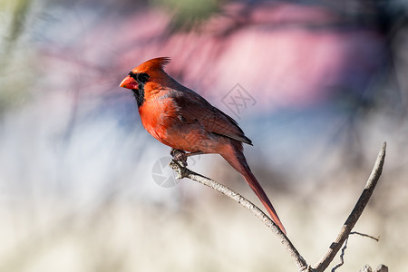 北方红的公红鸟笼在图片