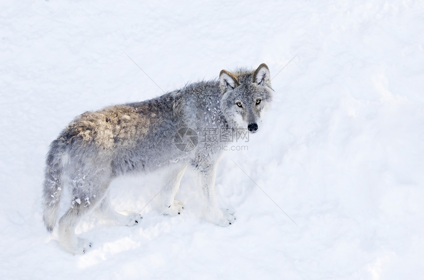 在加拿大冬季雪中漫步的白色背景孤立于白种背景的一只独木狼或灰狼Canis图片
