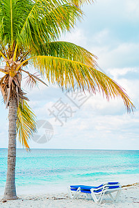 热带加勒比海滩上的棕榈树图片