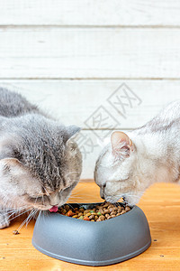两只猫在吃心形宠物狗的食物图片
