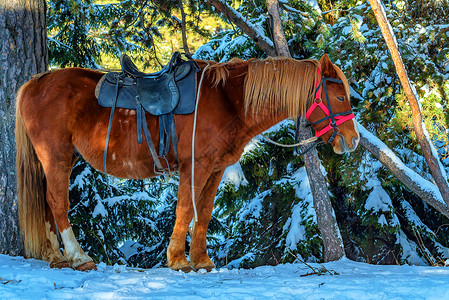 一匹配有马鞍的马在冬图片