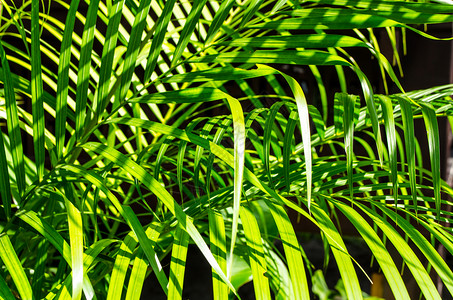 热带棕榈绿叶的创意布局图片