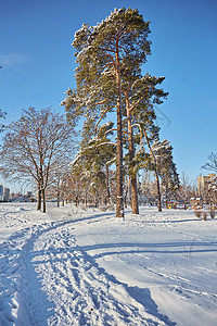 在松树林公园的冬日图片