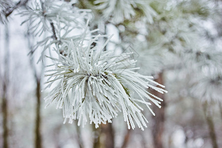 冬季景观云杉的树枝上有大量的积雪从天而降图片
