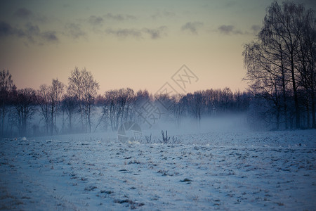 冬天在乡边田野下雪树在地上图片