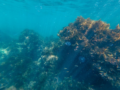 珊瑚礁和环礁海藻长满海洋生物蓝水图片