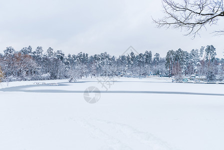 寒冷的湖泊和雪覆盖冬季公园树木的美图片