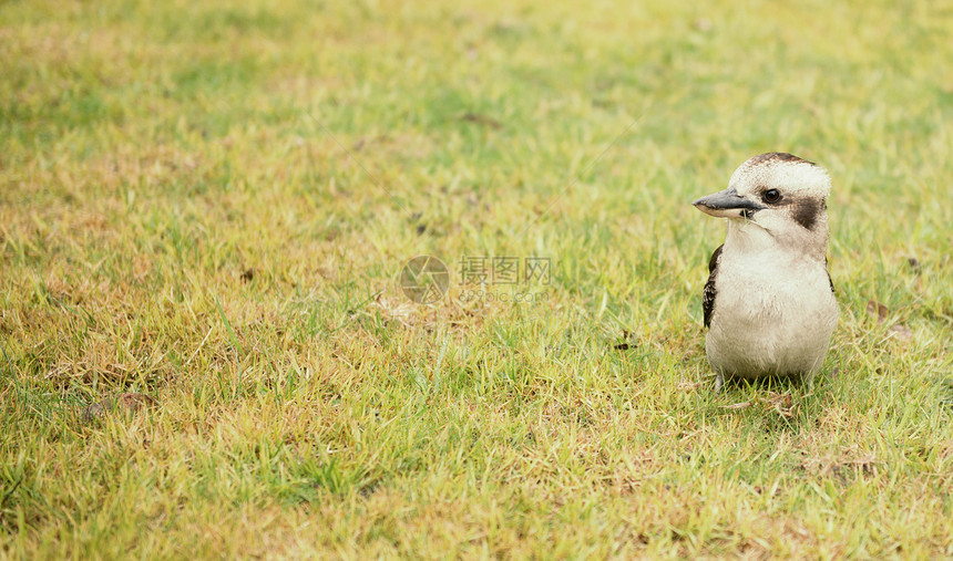 澳大利亚的Kookaburra白天独图片