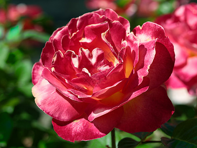 玫瑰花园的图片