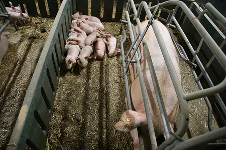 小猪在室内的谷仓里哺乳后睡觉图片