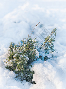 家庭花园雪下的香草冬季薰衣草图片