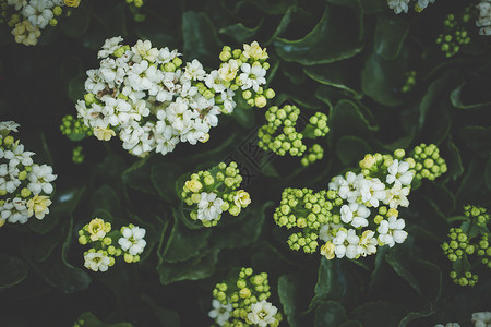 花园的卡兰茶公园的花图片