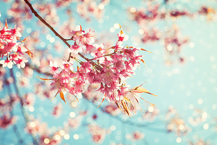 春天美丽的樱花樱花蓝天上的樱花树与模糊光散图片