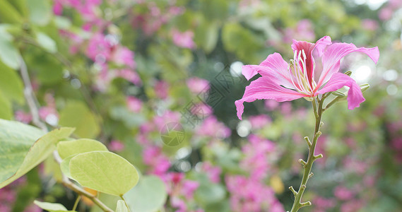 公园里的紫荆花特写图片