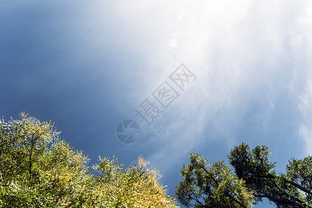 温暖的秋天阳光照耀着绿色的树顶图片