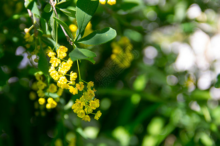 BerberisIlicifolia开花的树莓分枝图片