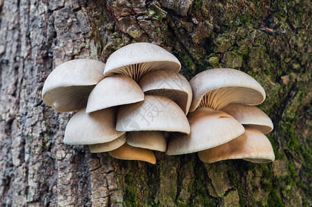牡蛎蘑菇Pleurotusostreatus的可食蘑菇生图片