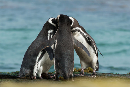 一群麦哲伦企鹅聚集在福克兰群岛的岩石海岸图片