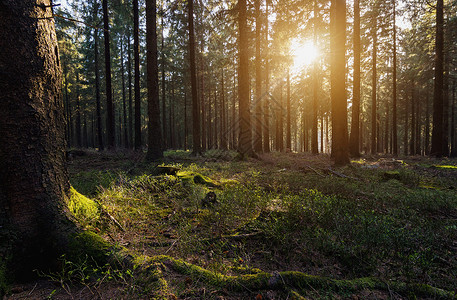 阳光照耀在黄昏的深森林中网站和杂图片