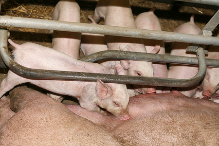 刚出生的小猪在养猪厂给妈哺乳新生猪在工业化动物农场享图片