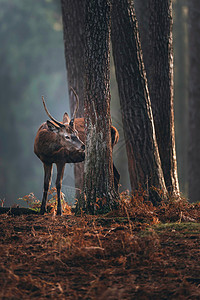 红鹿有尖鹿角在秋天松林图片