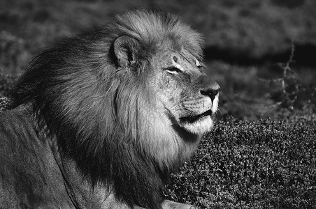南非东开普省库祖科Kuzukuko的PantheraLeo单图片