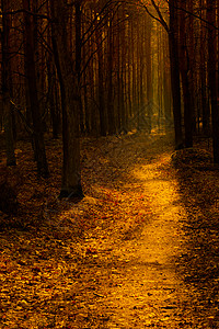 11月在波兰拍摄的一条森林道路以暖橙色图片
