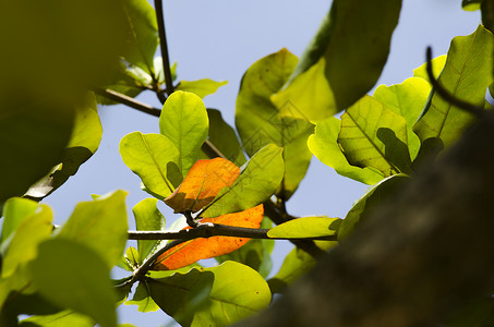 绿色树叶背光照图片