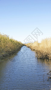 DeltadelLlobregat的灌溉运河图片