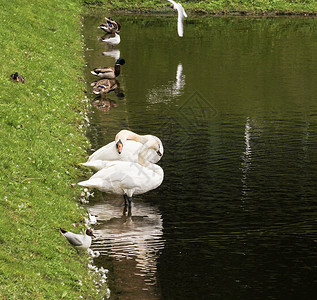池塘上的白天鹅和其他水禽图片