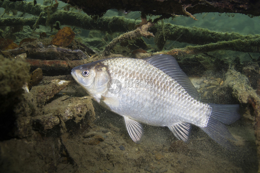 淡水鱼银鲫Carassiusauratus在美丽干净的磅中水下拍摄在湖中野生动物普鲁士鲤鱼在自然栖息图片