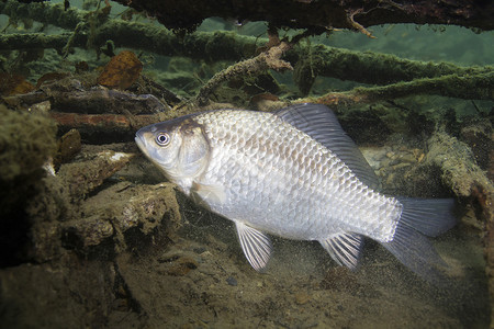 淡水鱼银鲫Carassiusauratus在美丽干净的磅中水下拍摄在湖中野生动物普鲁士鲤鱼在自然栖息背景图片