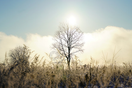 冬天的薄雾和森林图片