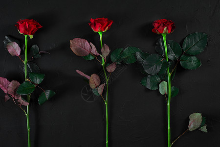 黑色背景的红玫瑰图片